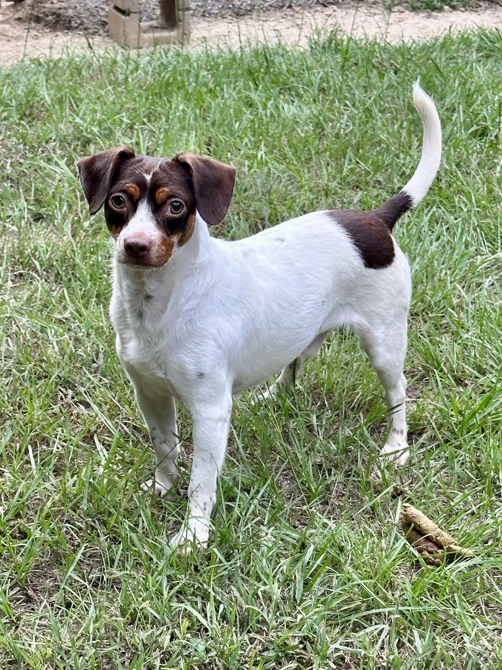 Hondo - Jack Russell Terrier
