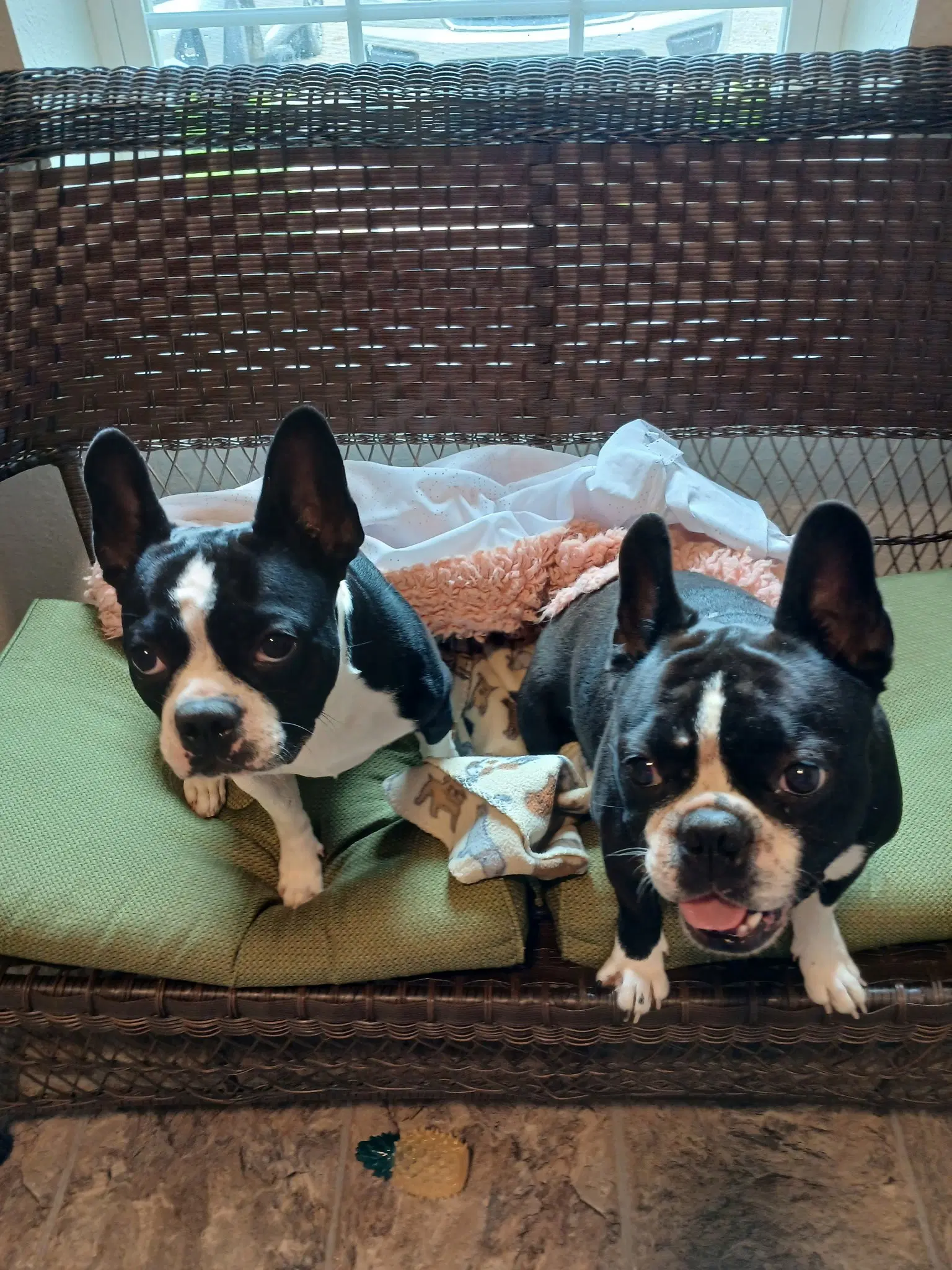 Spike And Jet - Boston Terrier