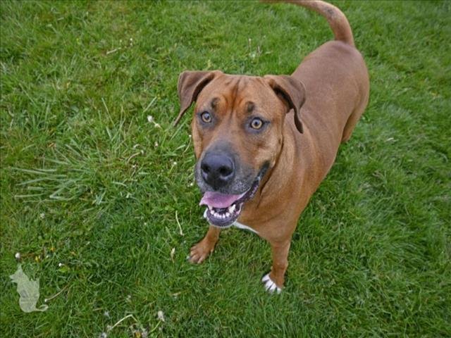 adoptable Dog in Decatur, IL named LUNA-LYNN