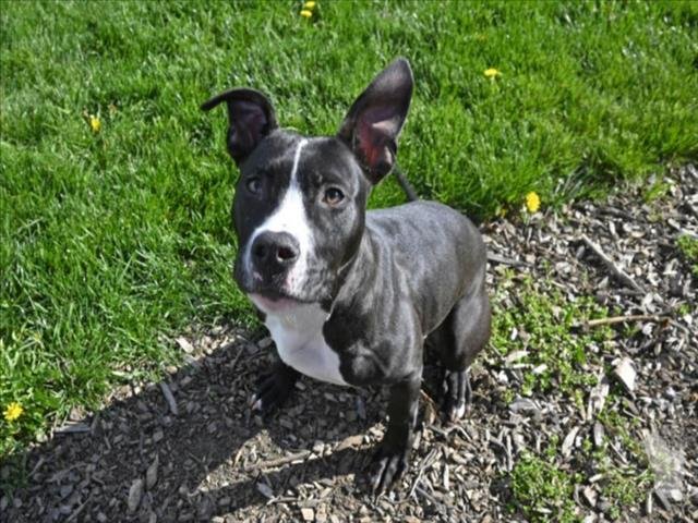 adoptable Dog in Decatur, IL named RODGER