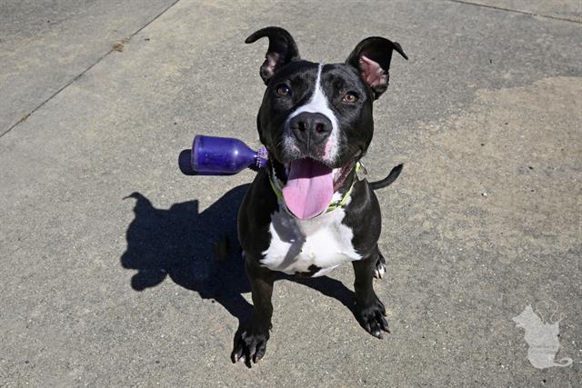 adoptable Dog in Decatur, IL named RODGER