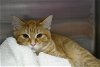adoptable Cat in decatur, il, IL named SKIP