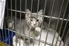 adoptable Cat in decatur, IL named CURIOSITY