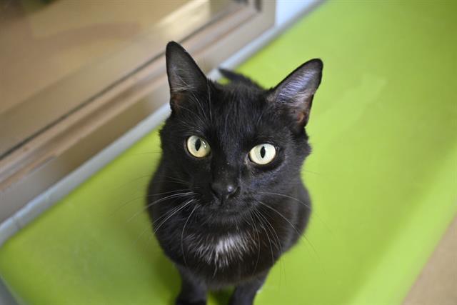 adoptable Cat in Decatur, IL named HEN