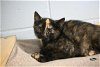 adoptable Cat in decatur, IL named CLARISSE