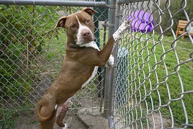 adoptable Dog in Decatur, IL named PAUL BLART