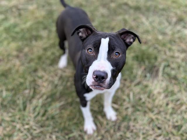 adoptable Dog in Decatur, IL named RILEY