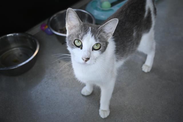 adoptable Cat in Decatur, IL named ANNIKA