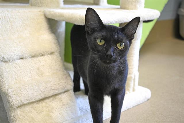 adoptable Cat in Decatur, IL named PRINCESS CELESTIA