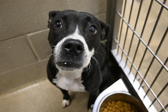 adoptable Dog in Decatur, IL named HATTIE