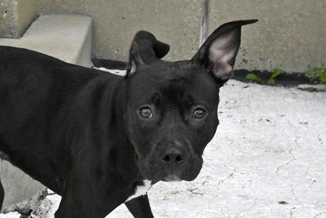 adoptable Dog in Decatur, IL named GRAPE