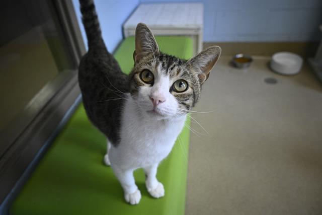 adoptable Cat in Decatur, IL named CEREAL