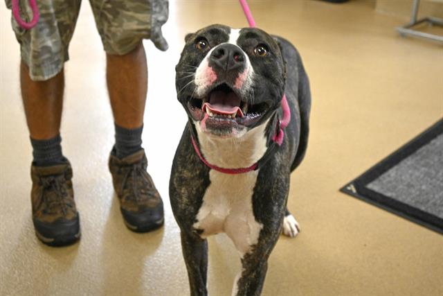 adoptable Dog in Decatur, IL named RHEA