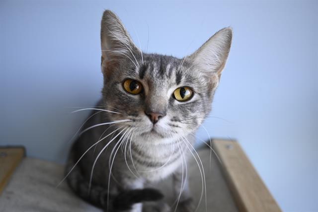 adoptable Cat in Decatur, IL named WISK