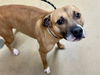 adoptable Dog in , IL named CAPTAIN SPARROW