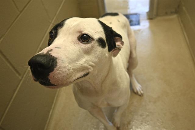 adoptable Dog in Decatur, IL named THEA