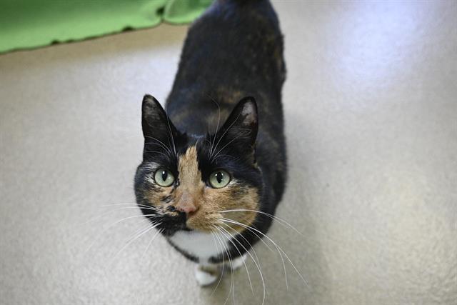 adoptable Cat in Decatur, IL named MITZI