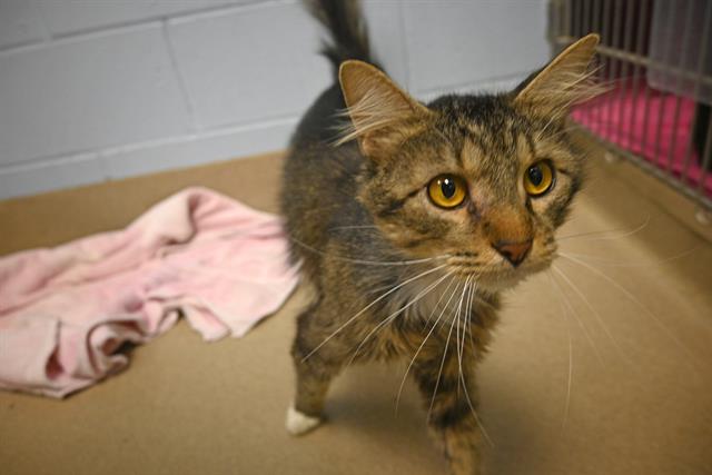 adoptable Cat in Decatur, IL named SLIM SHADY