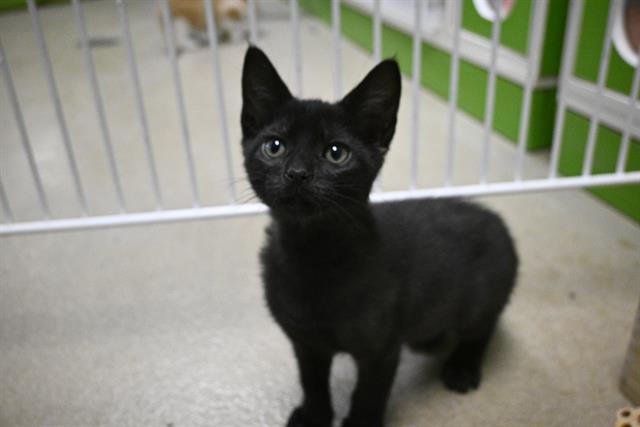 adoptable Cat in Decatur, IL named ELLINGTON