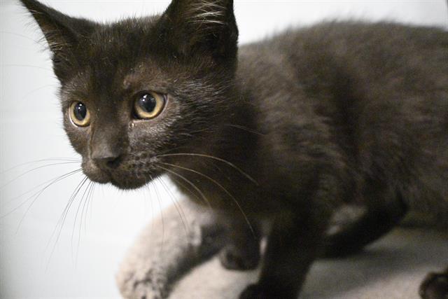 adoptable Cat in Decatur, IL named EDISON