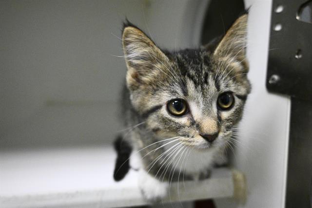 adoptable Cat in Decatur, IL named BENZ