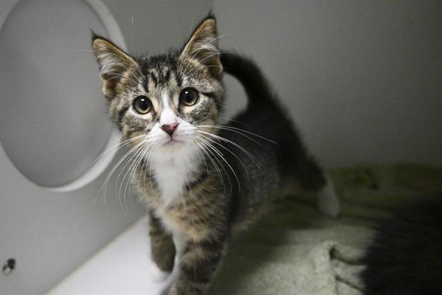 adoptable Cat in Decatur, IL named REX