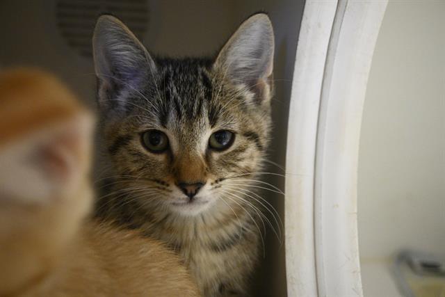 adoptable Cat in Decatur, IL named CREEPER