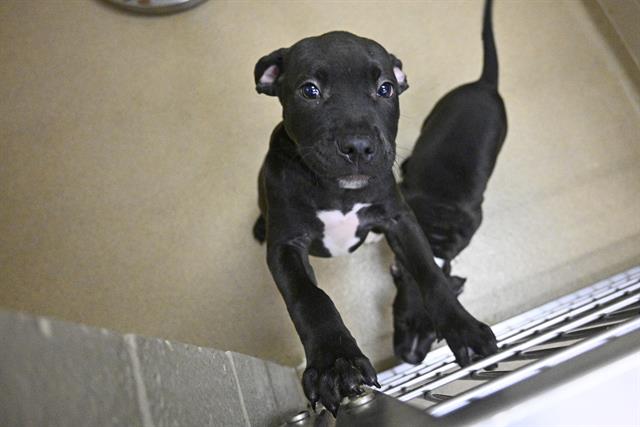 adoptable Dog in Decatur, IL named BLANCHE