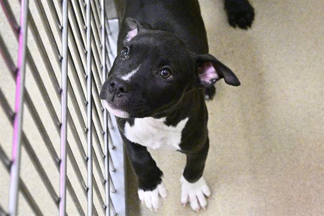 adoptable Dog in Decatur, IL named DOROTHY