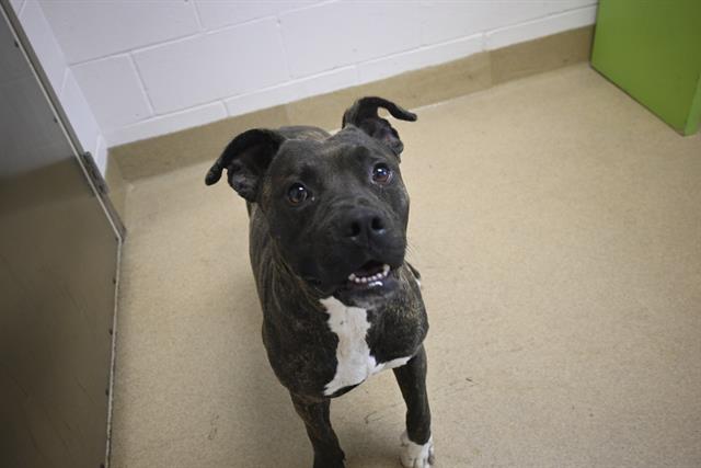 adoptable Dog in Decatur, IL named CANE SUGAR