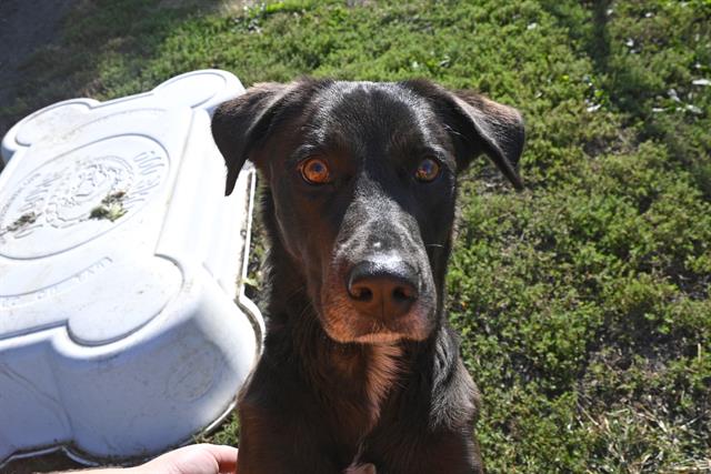 adoptable Dog in Decatur, IL named TANK