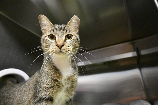 adoptable Cat in Decatur, IL named TRISTAN