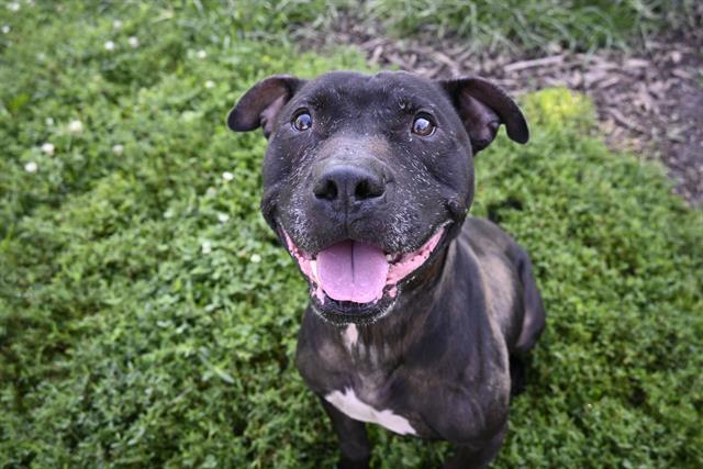 adoptable Dog in Decatur, IL named POOL BOY