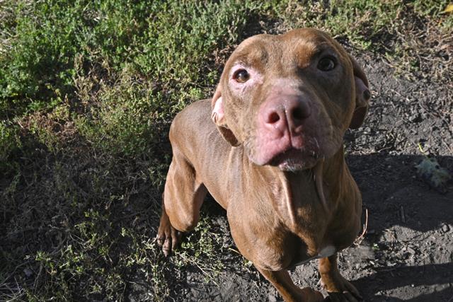 adoptable Dog in Decatur, IL named GOLAM