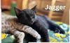 adoptable Cat in Decatur, IL named JAGGER