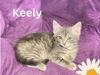 adoptable Cat in Decatur, IL named KEELY