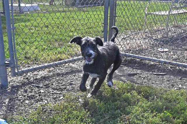 adoptable Dog in Decatur, IL named JASPER