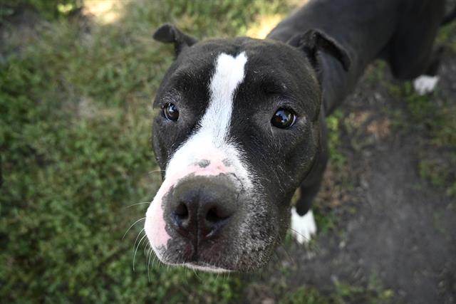 adoptable Dog in Decatur, IL named GEZELLE