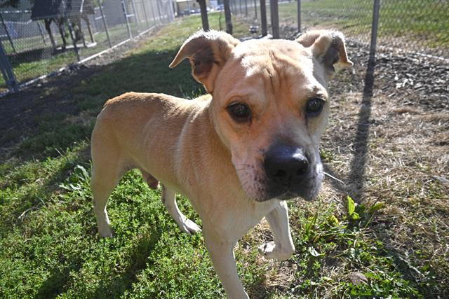 adoptable Dog in Decatur, IL named OSCAR