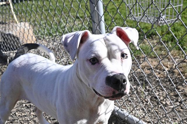 adoptable Dog in Decatur, IL named KIMCHI