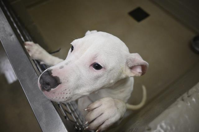 adoptable Dog in Decatur, IL named RUBY