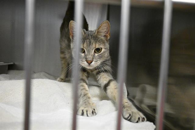 adoptable Cat in Decatur, IL named BONBON