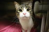 adoptable Cat in , IL named DAHLIA