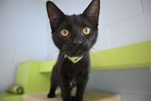 picture of the cat needing adoption