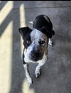 adoptable Dog in Decatur, IL named STRAWBERRY SHORTCAKE