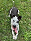 adoptable Dog in Decatur, IL named HUCKLEBERRY PIE