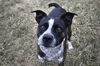 adoptable Dog in  named MARS
