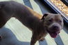 adoptable Dog in , IL named FRUITY PEBBLES
