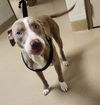 adoptable Dog in Decatur, IL named SUPER SHREDDER