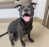 adoptable Dog in Decatur, IL named RATTLESNAKE JAKE